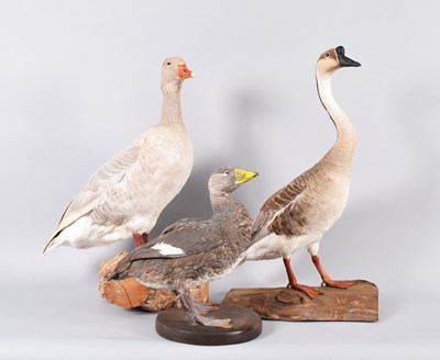 Lot 127 - Taxidermy: A Chinese Goose, Franconian Goose...