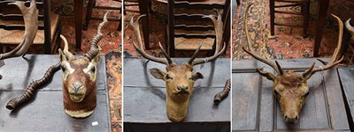 Lot 1100 - Taxidermy: Two Fallowbuck Neck Mounts,...