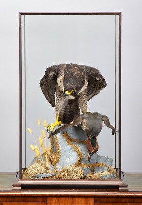 Lot Taxidermy: A Cased Peregrine Falcon (Falco...