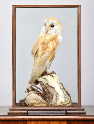 Lot Taxidermy: A Cased Barn Owl (Tyto alba), dated...