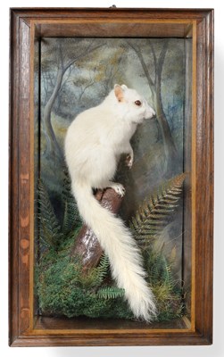 Lot Taxidermy: A Wall Cased Very Rare Albino Grey...
