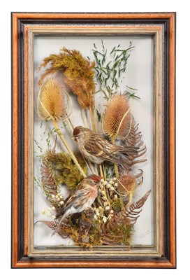 Lot Taxidermy: A Wall Cased Pair of Mealy Redpolls...
