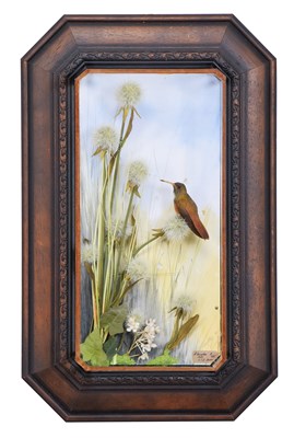 Lot Taxidermy: A Wall Cased Amazilia Hummingbird...