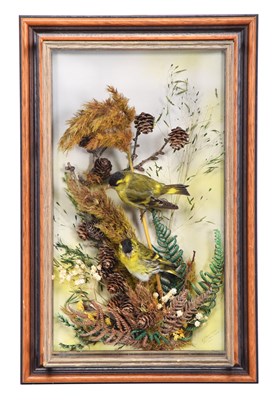 Lot Taxidermy: A Wall Cased Pair of Siskins...
