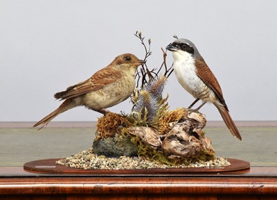 Lot Taxidermy: A Pair of Red-backed Shrikes...