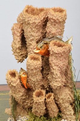 Lot 1090 - Taxidermy: A Pair of Red-bellied Piranha...