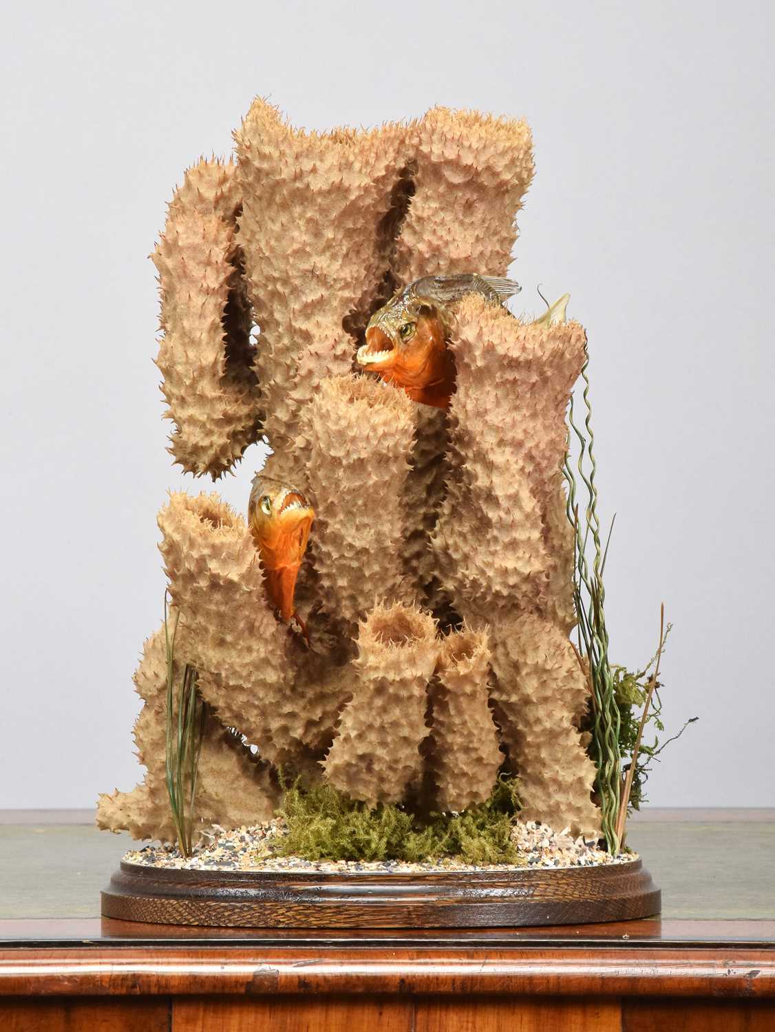 Lot 1090 - Taxidermy: A Pair of Red-bellied Piranha...