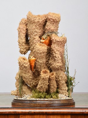 Lot 1090 - Taxidermy: A Pair of Red-bellied Piranha...