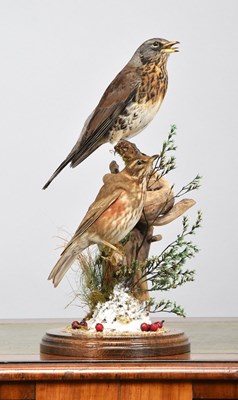 Lot 1093 - Taxidermy: A Fieldfare and Redwing (Turdus...