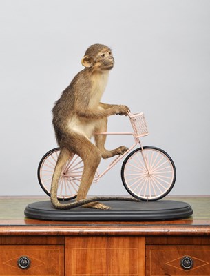 Lot Anthropomorphic Taxidermy: A Bike Riding...