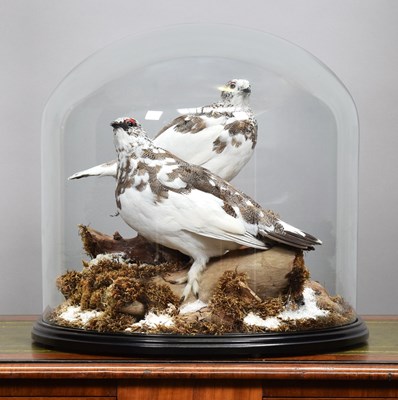 Lot Taxidermy: A Pair of Scottish Rock Ptarmigan...