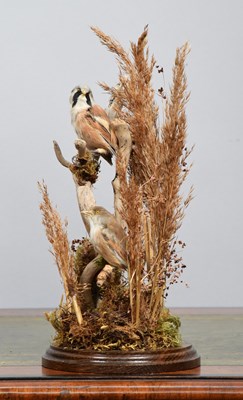 Lot 1089 - Taxidermy: A Pair of Bearded Reedlings...