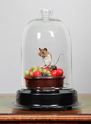 Lot Taxidermy: A Wood Mouse on Fruit "Rich...