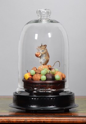 Lot Taxidermy: A Wood Mouse Under a Glass Dome...