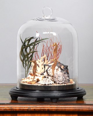 Lot 1091 - Natural History: A Trio of Preserved Seahorses...