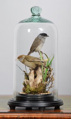 Lot 1092 - Taxidermy: A Pair of Black Caps (Sylvia...