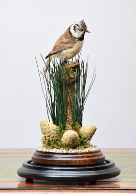 Lot 1095 - Taxidermy: A Crested Tit (Parus cristatus),...