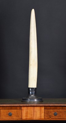Lot Natural History: Walrus Tusk (Odobenus...