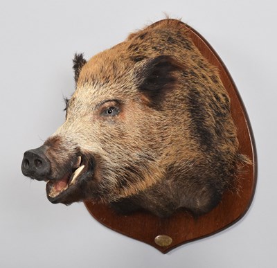 Lot Taxidermy: European Wildboar (Sus scrofa),...