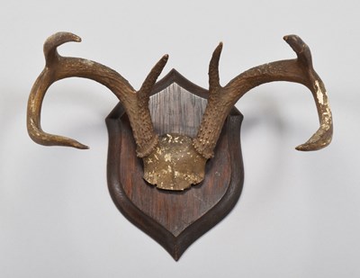Lot 1099 - Antlers/Horns: A Set of White-tailed Deer...