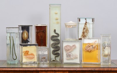 Lot 1088 - Natural History: A Group of Various Wet Study...