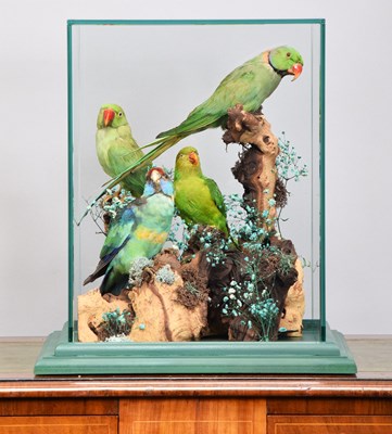 Lot Taxidermy: A Cased Group of Parakeets and a...