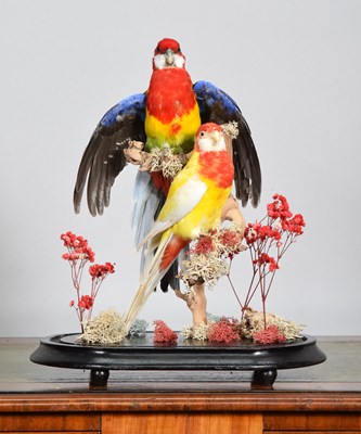 Lot Taxidermy: An Eastern Rosella and Lutino...
