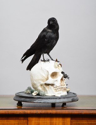 Lot 1084 - Taxidermy: A Gothic Inspired Jackdaw on Human...