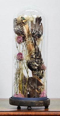 Lot 1094 - Taxidermy: A Display of Late Victorian Birds,...