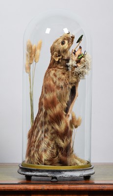 Lot 1083 - Taxidermy: A Common Genet Under Dome (Genetta...