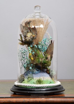 Lot 1080 - Taxidermy: A Pair of Victorian Tropical Birds...