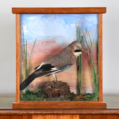 Lot 1085 - Taxidermy: A Cased Eurasian Jay (Garrulus...