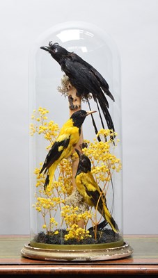 Lot 1081 - Taxidermy: A Late Victorian Greater...