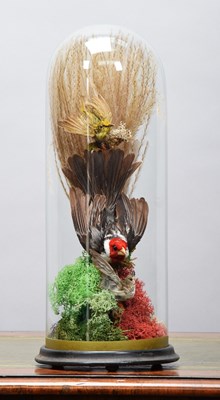 Lot 1086 - Taxidermy: A Late Victorian Display of Birds,...