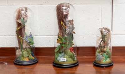 Lot 1266 - Taxidermy: A Trio of Late Victorian Tropical...