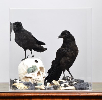 Lot 1265 - Taxidermy: A Gothic Inspired Crow and Jackdaw...