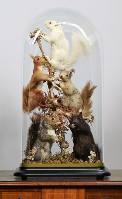 Lot Taxidermy: A Large Glass Dome of Various...