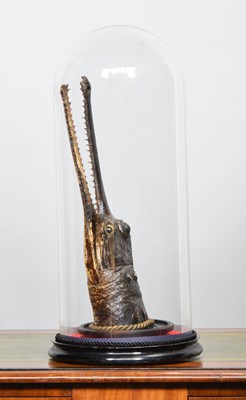 Lot Taxidermy: A Gharial Crocodile Head Mount...