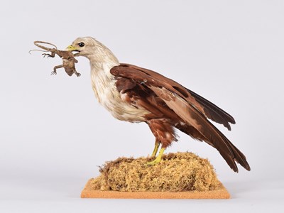 Lot 51 - Taxidermy: A Late Victorian Brahminy Kite...