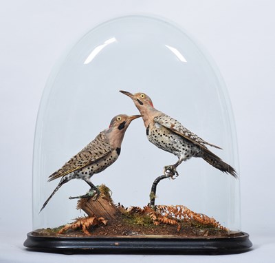 Lot 136 - Taxidermy: A Pair of Late Victorian Eastern...