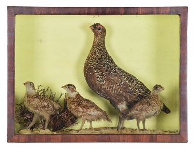 Lot 4 - Taxidermy: A Cased Family Group of Red Grouse...