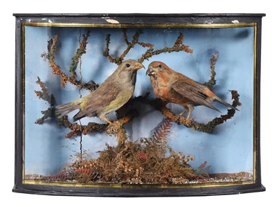 Lot 98 - Taxidermy: A Cased Pair of Parrot Crossbills...