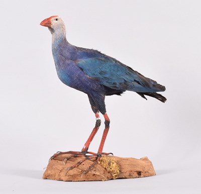 Lot 43 - Taxidermy: Grey-headed Swamphen (Porphyrio...