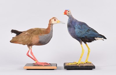 Lot 52 - Taxidermy: Grey-headed Swamphen and a Giant...