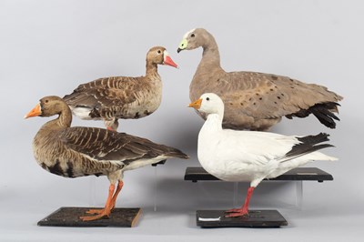 Lot 117 - Taxidermy: European White-fronted Goose,...