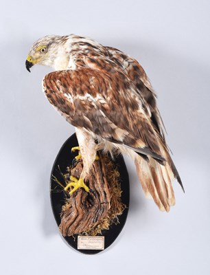 Lot 97 - Taxidermy: Ferruginous Buzzard (Buteo regalis),...