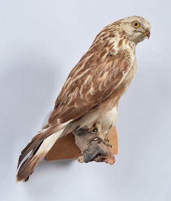 Lot 96 - Taxidermy: A Late Victorian Rough-legged...