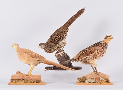 Lot 95 - Taxidermy: A Reeves Pheasant, Cinnamon Golden...