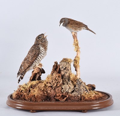Lot 93 - Taxidermy: A Common Cuckoo and Dunnock...