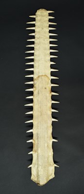 Lot 89 - Natural History: An Early 20th Century Sawfish...